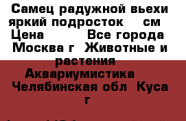 Самец радужной вьехи яркий подросток 15 см › Цена ­ 350 - Все города, Москва г. Животные и растения » Аквариумистика   . Челябинская обл.,Куса г.